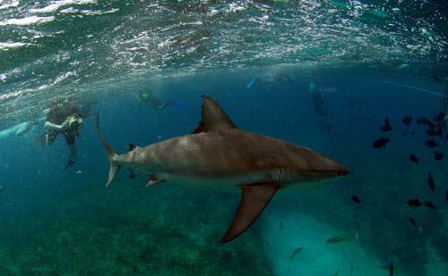 bimini reef shark swim 2007 0