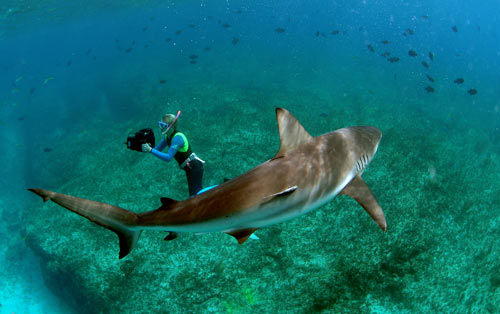 bimini reef shark swim 2007 8